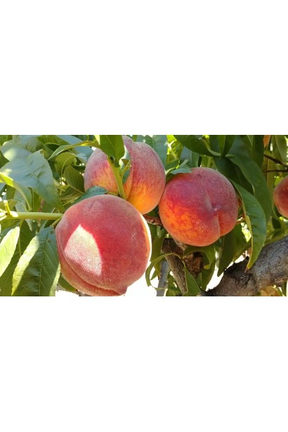 Персик Кондор — дерево під час дозрівання плодів